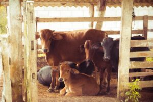 How To Protect Animals And Cattle In A Barn 