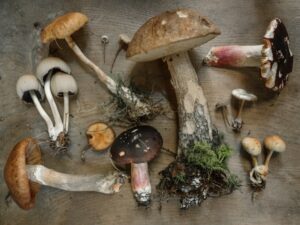 Magic Mushrooms And Medicine: Exploring Psychedelic Treatments In Healthcare